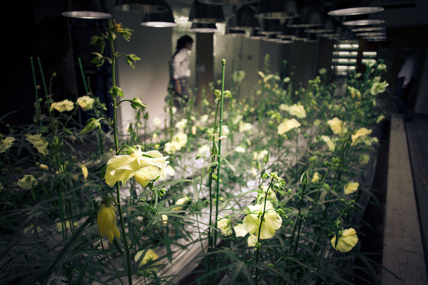 Japan Secret Urban Farming In The Heart Of Tokyo