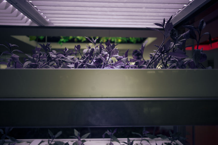 Japan Secret Urban Farming In The Heart Of Tokyo