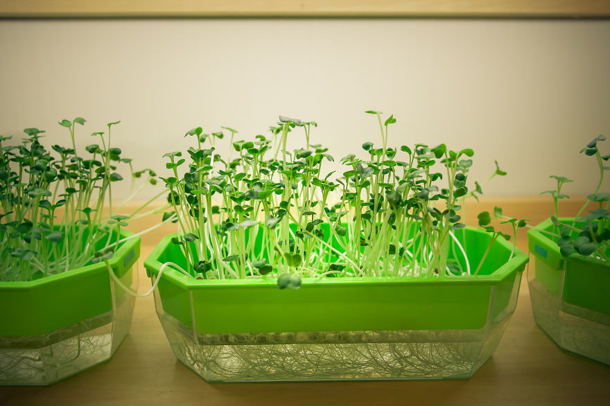 Japan Secret Urban Farming In The Heart Of Tokyo