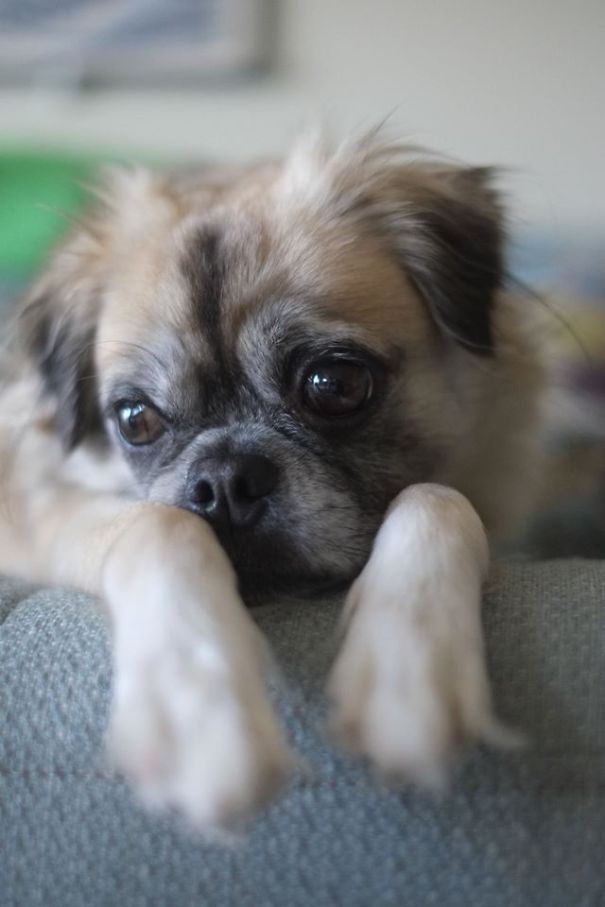 Lily--pug, Eskimo Spitz