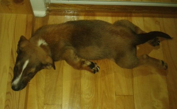 Louis - 3 Months (german And Australian Shepherds + Basset)