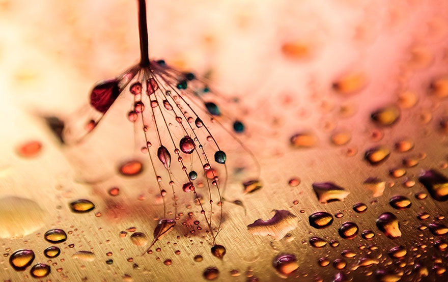 macro-nature-photography-ivelina-blagoeva-22 macro-nature-photography-ivelina-blagoeva-22