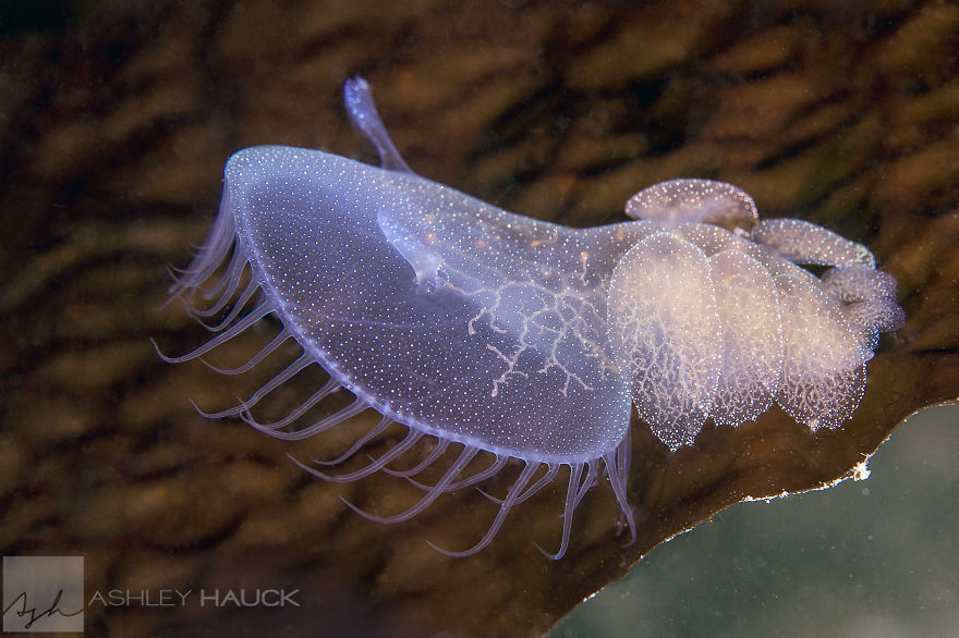 Transparent sea slug with glowing patterns and delicate tentacles resting on a brown underwater surface, showcasing alien-like features.