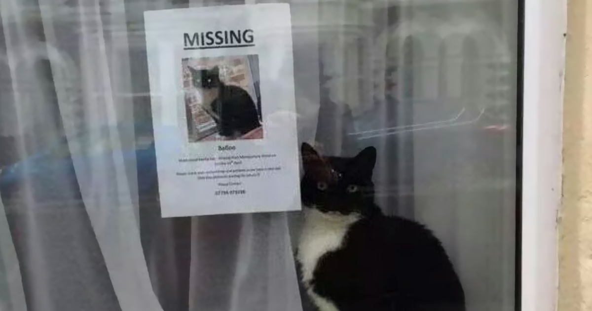 Cat next to missing cat poster
