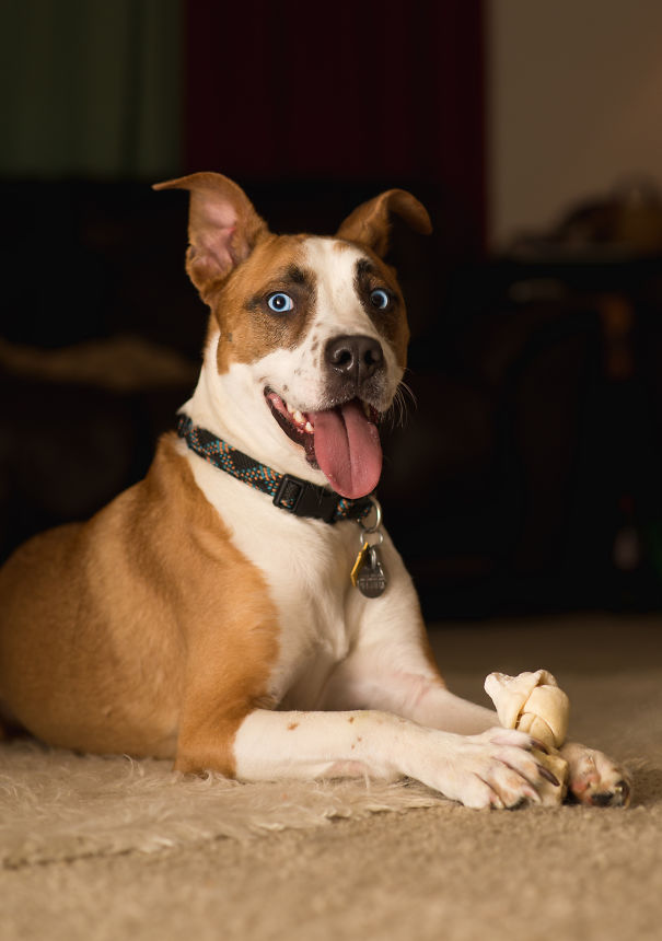Caesar...australian Shepard+boxer