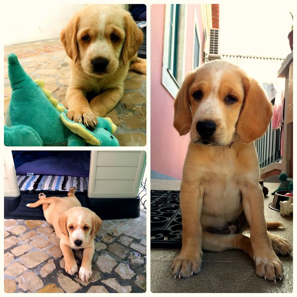 Noa, The Cockador (or Spanador) - Labrador And Eng. Cocker Spaniel Mix @ 7w & 3m Old (rescued!)