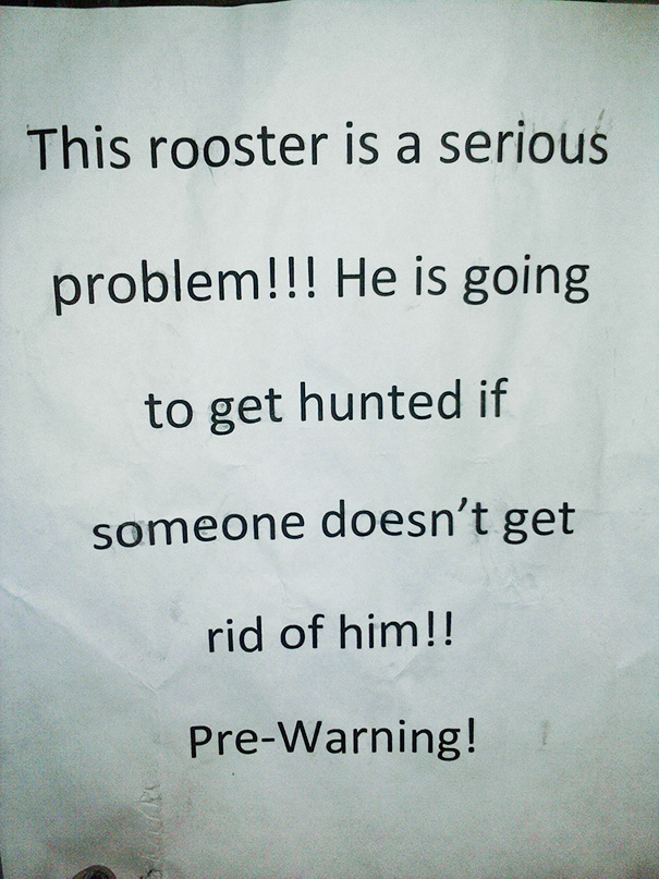 We Do Not Own A Rooster, Nor Have We Ever Seen Or Even Heard One