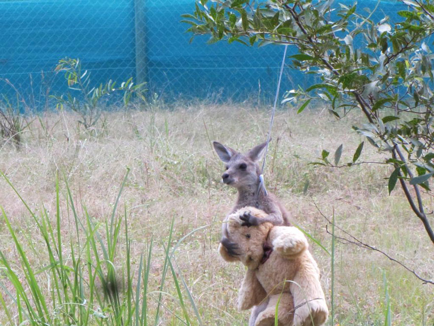 orphaned-kangaroo-teddy-bear-2 orphaned-kangaroo-teddy-bear-2