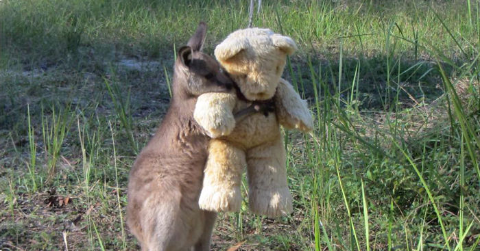 Orphaned Baby Kangaroo Just Wants To Hug His Teddy Bear