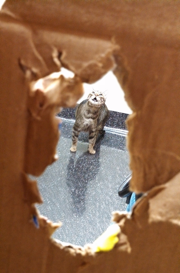 So We Took Our Formerly Stray Cat To The Vet For The First Time Yesterday. She Did Not Like It