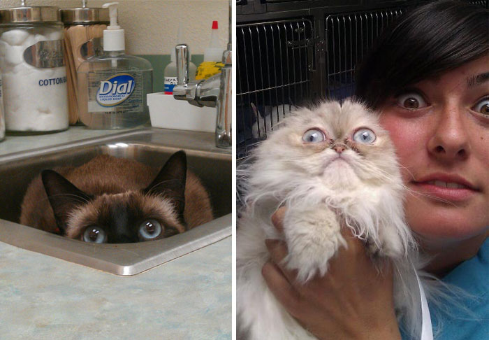 61 Cats Who Just Realized You Took Them To The Vet