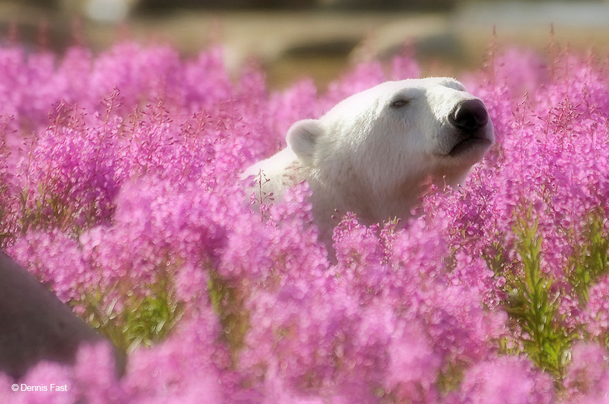 polar-bear-playing-flower-field-dennis-fast-12 polar-bear-playing-flower-field-dennis-fast-12