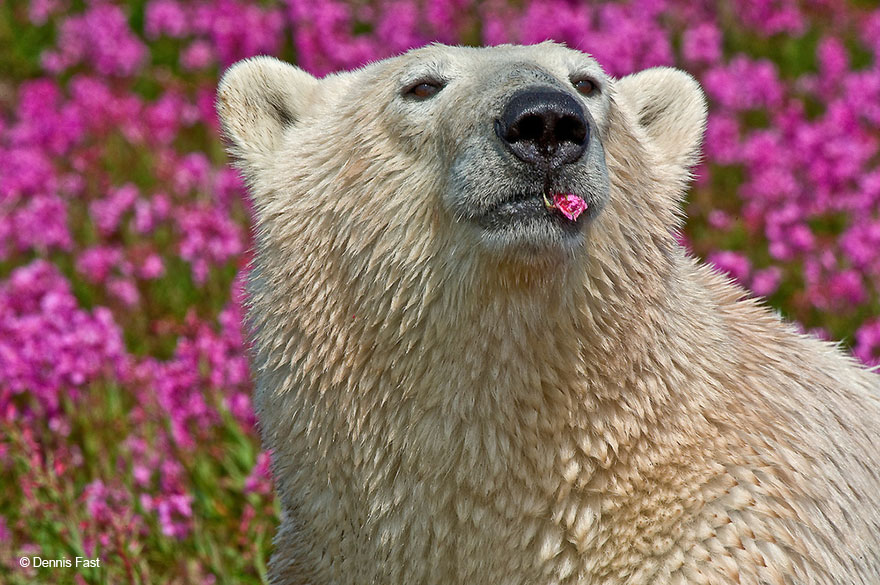 polar-bear-playing-flower-field-dennis-fast-13 polar-bear-playing-flower-field-dennis-fast-13