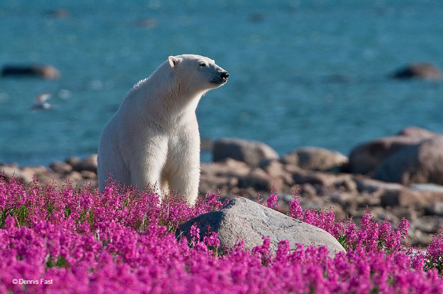 polar-bear-playing-flower-field-dennis-fast-15 polar-bear-playing-flower-field-dennis-fast-15