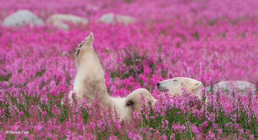 polar-bear-playing-flower-field-dennis-fast-21 polar-bear-playing-flower-field-dennis-fast-21