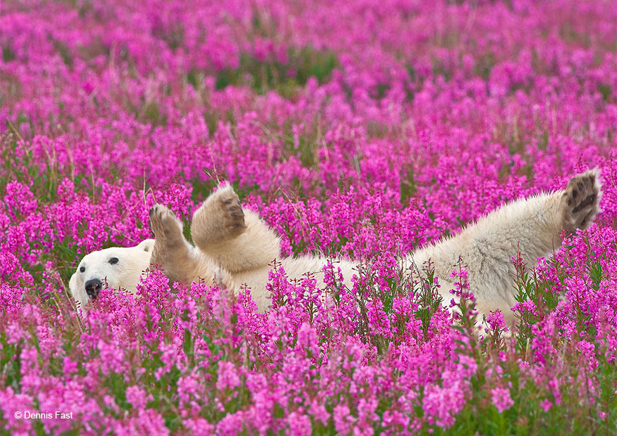 polar-bear-playing-flower-field-dennis-fast-22 polar-bear-playing-flower-field-dennis-fast-22