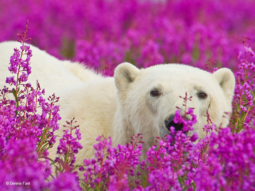 polar-bear-playing-flower-field-dennis-fast-23 polar-bear-playing-flower-field-dennis-fast-23