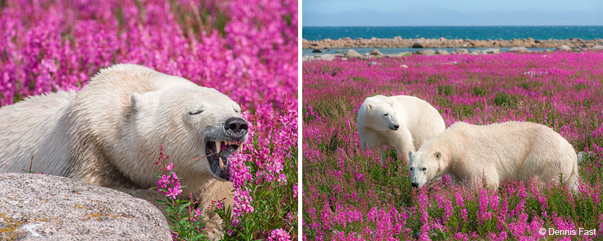 polar-bear-playing-flower-field-dennis-fast-25 polar-bear-playing-flower-field-dennis-fast-25