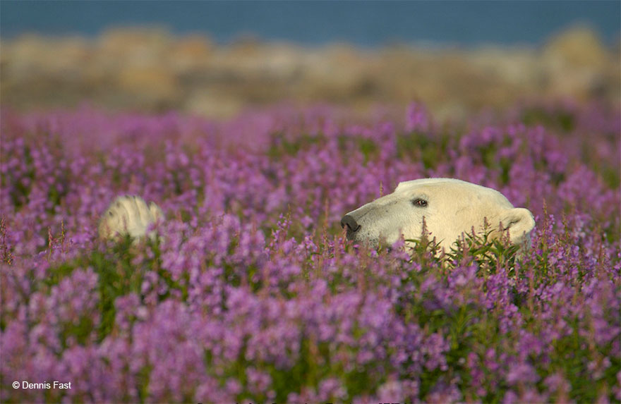 polar-bear-playing-flower-field-dennis-fast-26 polar-bear-playing-flower-field-dennis-fast-26