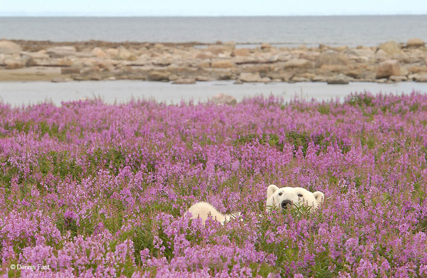 polar-bear-playing-flower-field-dennis-fast-9 polar-bear-playing-flower-field-dennis-fast-9