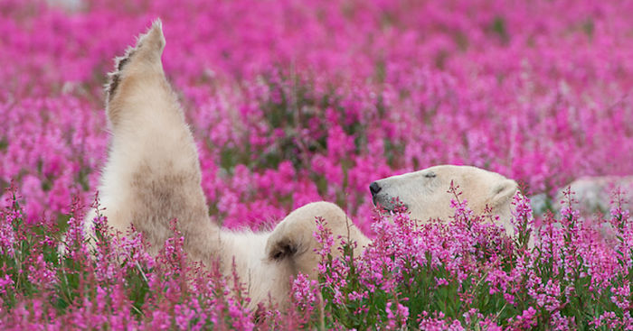 Canadian Photographer Captures Polar Bears Playing In Flower Fields