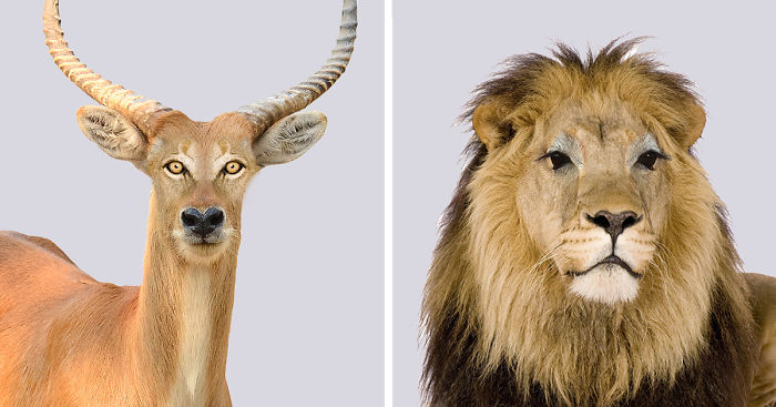 Predators Vs Prey: I Created A Funny Experiment By Swapping Animal Eyes