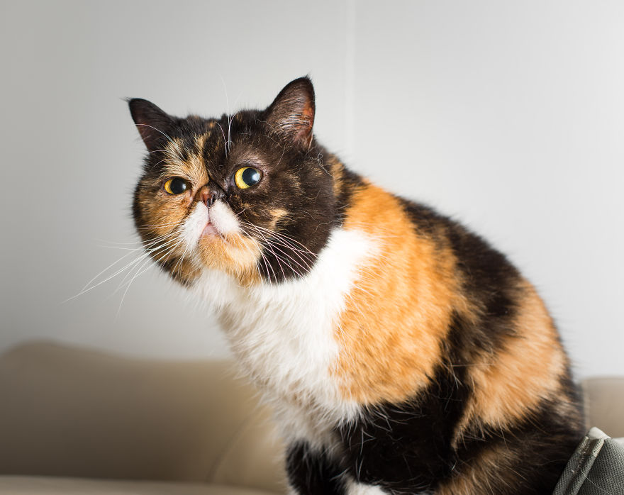 Cats Are Not Cold, They Have Emotions Just Like You Cats Are Not Cold, They Have Emotions Just Like You