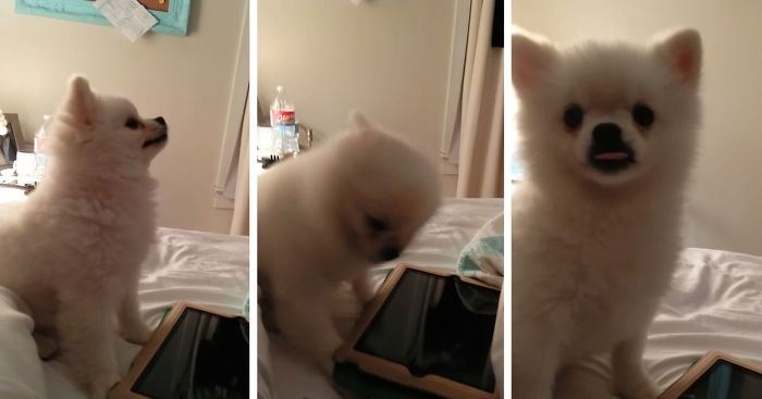 This Pomeranian Has The Cutest Sneeze You’ll Ever See (Watch With Sound!)