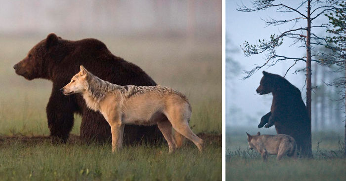 Unusual Friendship Between Wolf And Bear Documented By Finnish Photographer