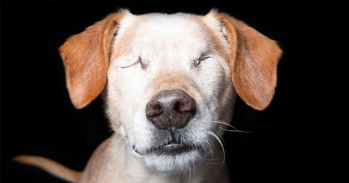 Perfect Imperfection: Photographer Documents The Beauty Of Animals With Disabilities