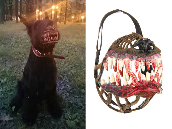 Muzzle For Walking Your Dog In The Woods