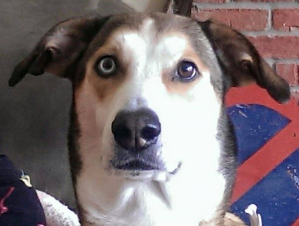 Husky+greyhound= Houndsky