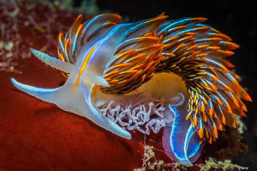 Close-up of a colorful sea slug with vibrant blue and orange patterns, showcasing unique alien-like features.