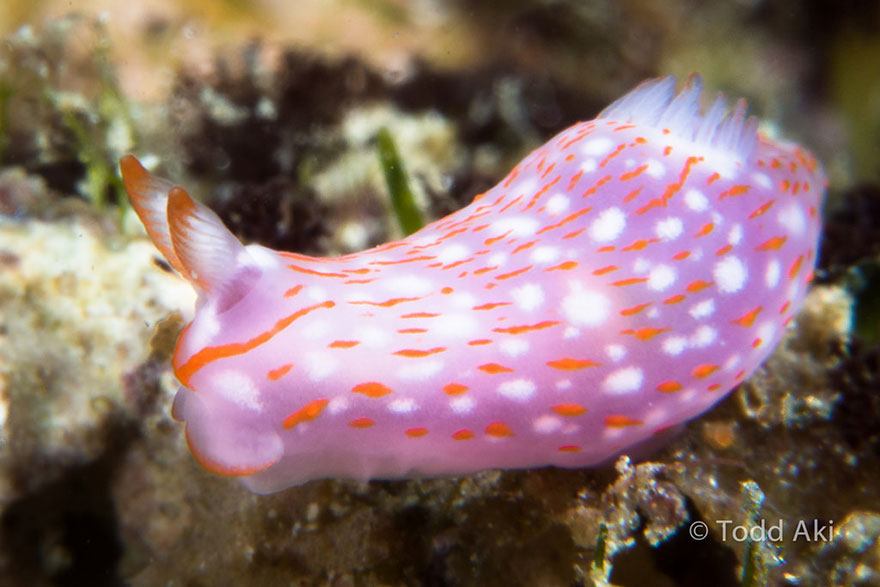 Colorful sea slug with pink, white, and orange patterns on ocean floor, showcasing unique alien-like marine life features.