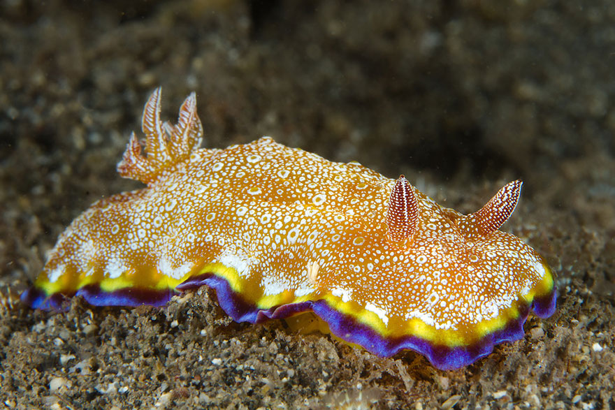 Close-up of a colorful sea slug with orange, white, yellow, and purple patterns living on the ocean floor.