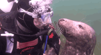 seal-belly-rub-diver-gary-grayson-1