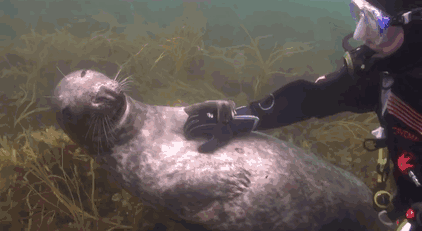 seal-belly-rub-diver-gary-grayson-4 seal-belly-rub-diver-gary-grayson-4