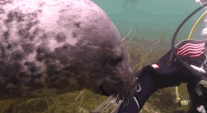 seal-belly-rub-diver-gary-grayson-5 seal-belly-rub-diver-gary-grayson-5