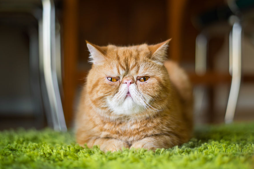 Cats Are Not Cold, They Have Emotions Just Like You