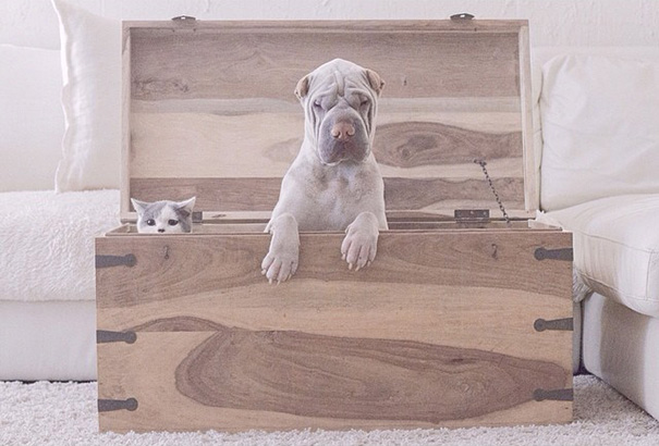 shar-pei-dog-paddington-friend-annie-cat-10 shar-pei-dog-paddington-friend-annie-cat-10