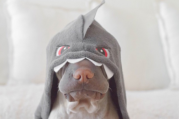 shar-pei-dog-paddington-friend-annie-cat-4 shar-pei-dog-paddington-friend-annie-cat-4