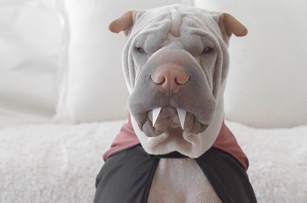 shar-pei-dog-paddington-friend-annie-cat-5 shar-pei-dog-paddington-friend-annie-cat-5
