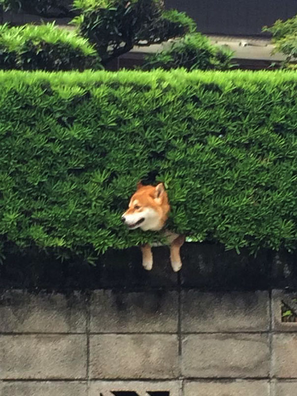 Shiba Inu Gets Stuck In Bush, Pretends Everything Is OK