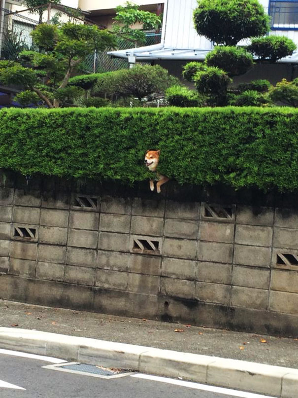 Shiba Inu Gets Stuck In Bush, Pretends Everything Is OK