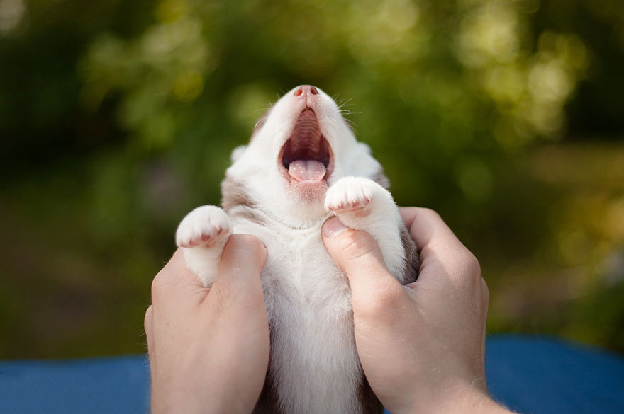 siberian-husky-dog-instagram-erica-tcogoeva-11