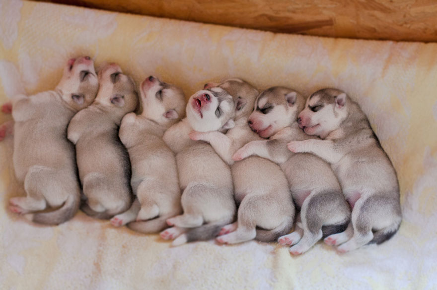 siberian-husky-dog-instagram-erica-tcogoeva-27