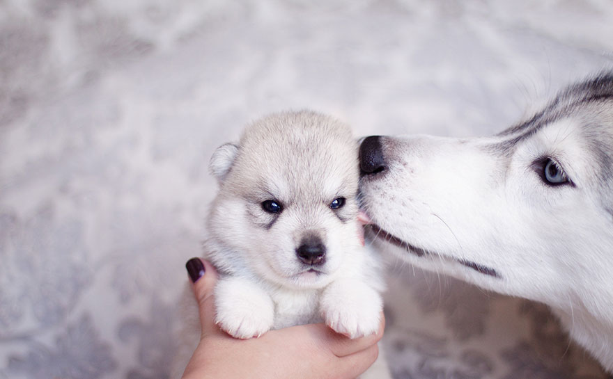 siberian-husky-dog-instagram-erica-tcogoeva-37