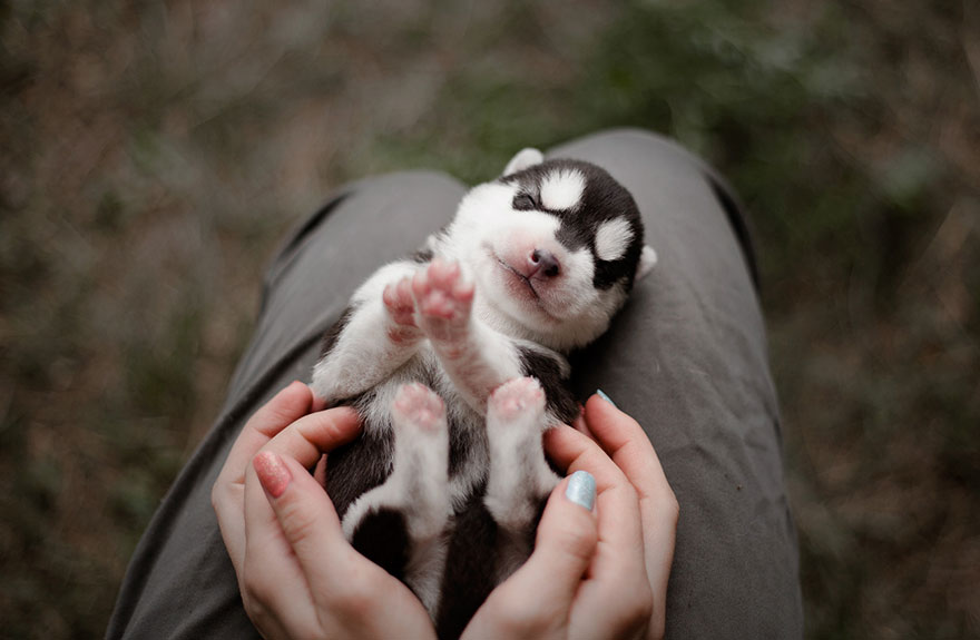 siberian-husky-dog-instagram-erica-tcogoeva-61