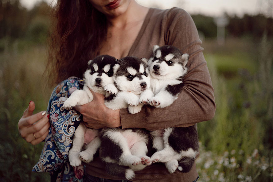 siberian-husky-dog-instagram-erica-tcogoeva-70
