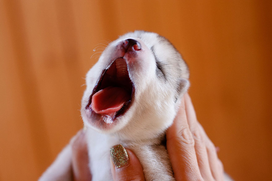 siberian-husky-dog-instagram-erica-tcogoeva-77